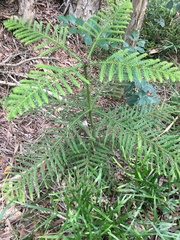 Araucaria columnaris