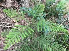 Araucaria columnaris