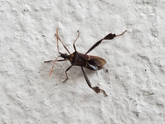 Leptoglossus zonatus