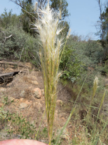 Bothriochloa barbinodis
