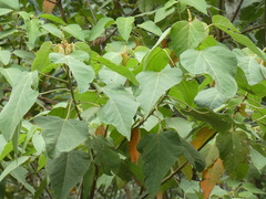 Tracheophyta