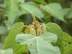 Tracheophyta