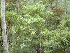 Tracheophyta