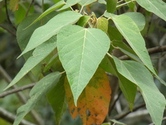Tracheophyta