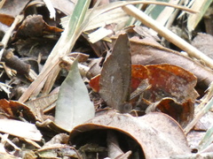 Godartiana muscosa
