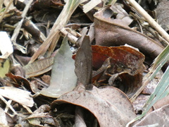 Godartiana muscosa