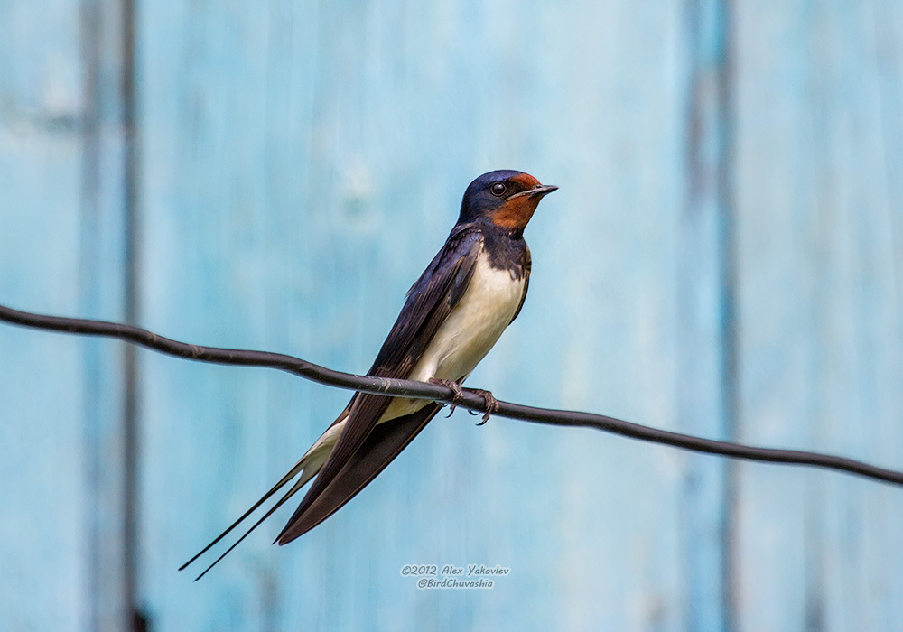 iNaturalist.org. А. Яковлев, Шемуршинский р-н Чувашия, июнь 2012