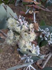 Eucalyptus risdonii