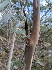 Eucalyptus risdonii