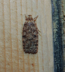 Agonopterix ferocella