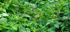 Pantoporia