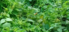 Pantoporia