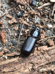 Aulacocyclus