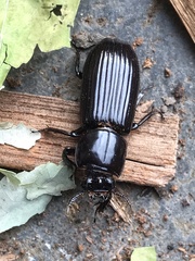 Aulacocyclus