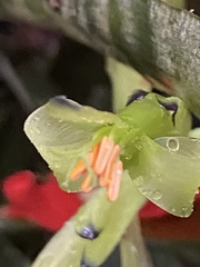 Billbergia amoena