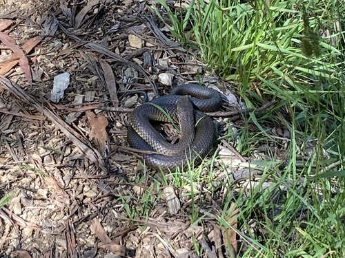 Photo of a Highlands Copperhead (Austrelaps ramsayi)