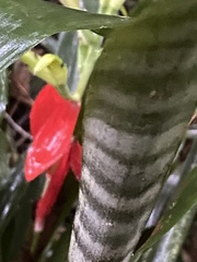Billbergia amoena