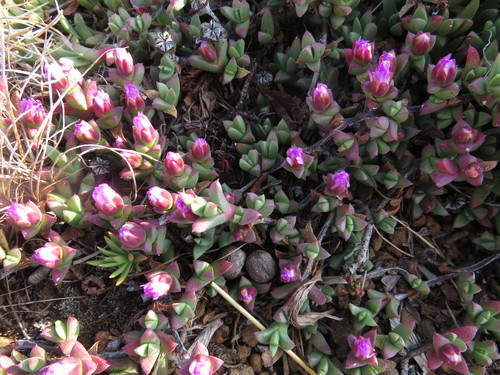 Ruschia putterillii