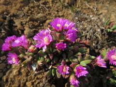 Ruschia putterillii