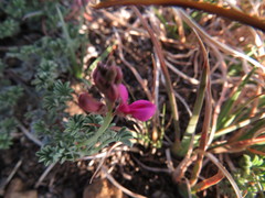 Indigofera burchellii
