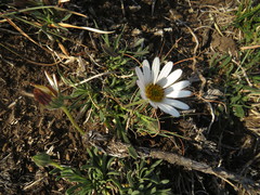 Dimorphotheca caulescens