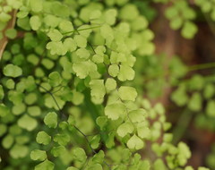 Adiantum aethiopicum