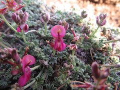 Indigofera burchellii