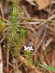Asperula scoparia