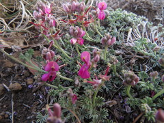 Indigofera burchellii