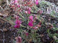 Indigofera burchellii