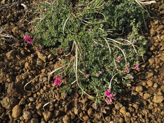 Indigofera burchellii