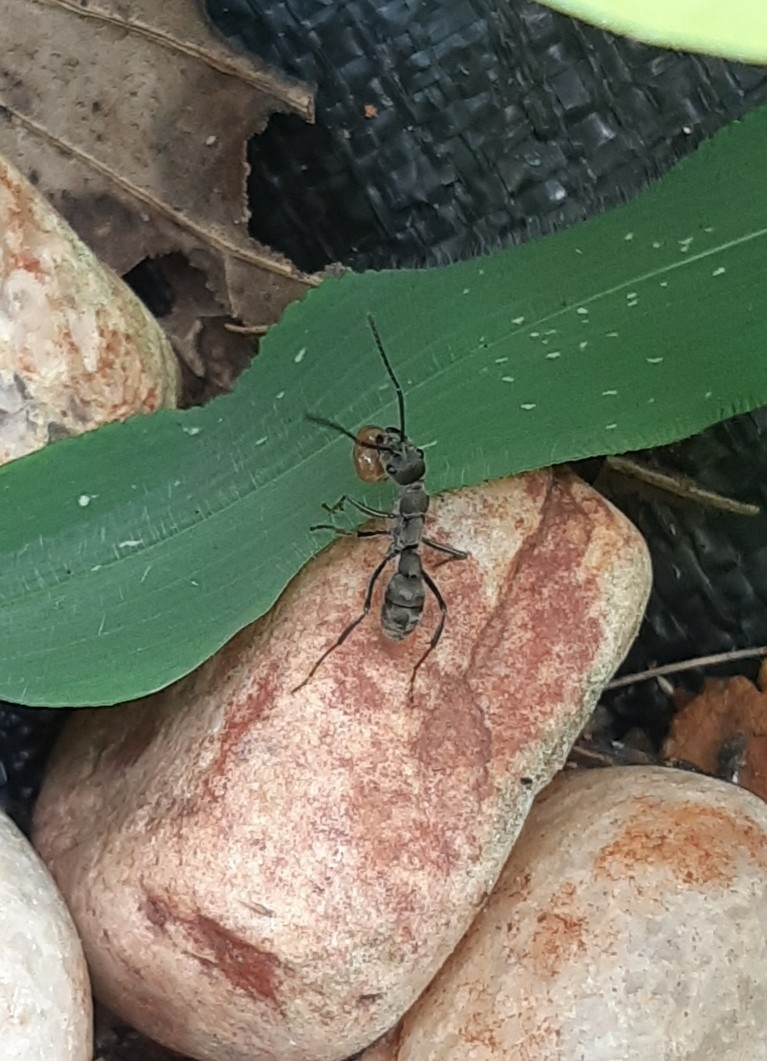 Diacamma ceylonense