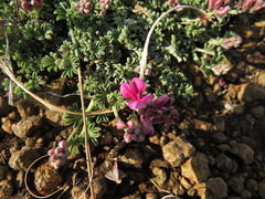 Indigofera burchellii