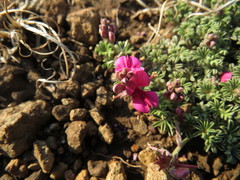 Indigofera burchellii