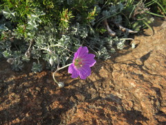 Geranium harveyi