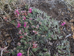 Indigofera burchellii