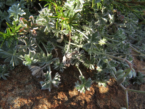 Geranium harveyi, photograph 2