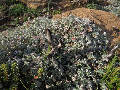 Geranium harveyi, photograph 1