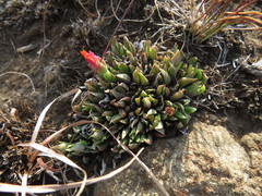 Bergeranthus katbergensis