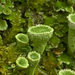 Humble Pixie-cup Lichen - Photo (c) Sarah Gregg, some rights reserved (CC BY-NC-SA)