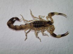Lychas mucronatus