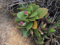 Crassula nudicaulis