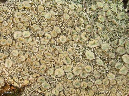 Cladonia nashii