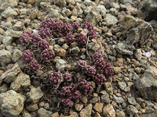 Crassula peploides