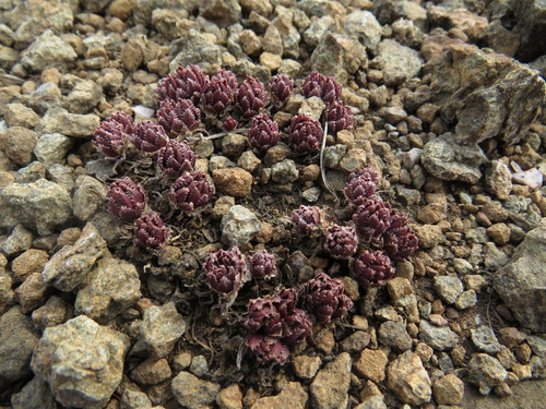 Crassula peploides
