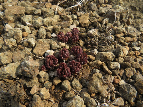 Crassula peploides