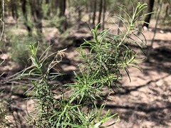 Cassinia laevis