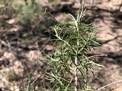 Cassinia laevis