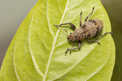 Pantomorus postfasciatus