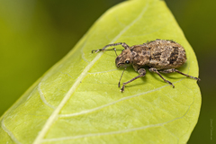 Pantomorus postfasciatus